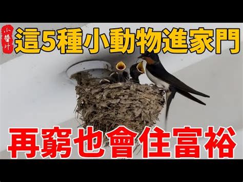 蟋蟀預兆|【蟋蟀在家風水】蟋蟀在家風水：進屋叫聲預示吉凶，助運招財？